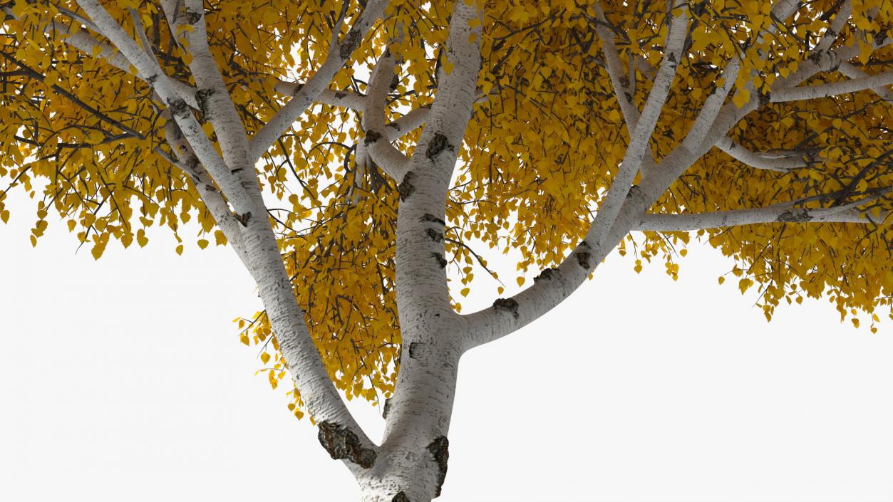 Birch Tree Yellow 3D