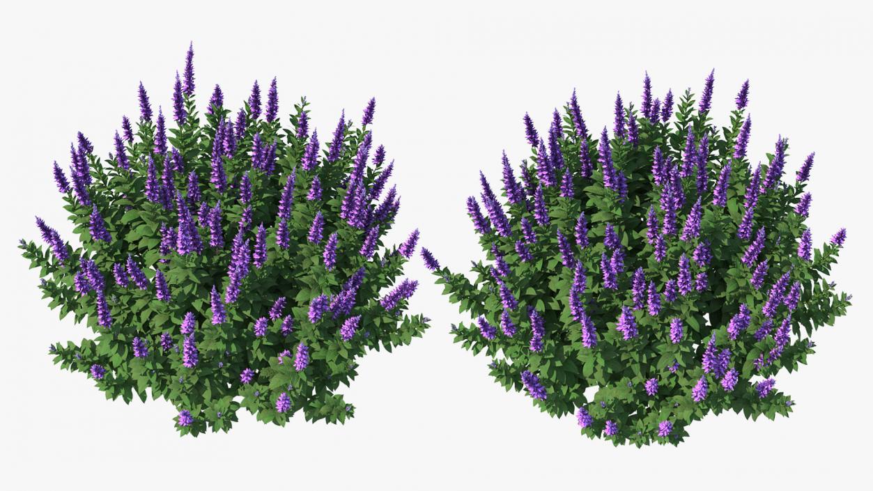 Blooming Meadow Sage Salvia Pratensis 3D