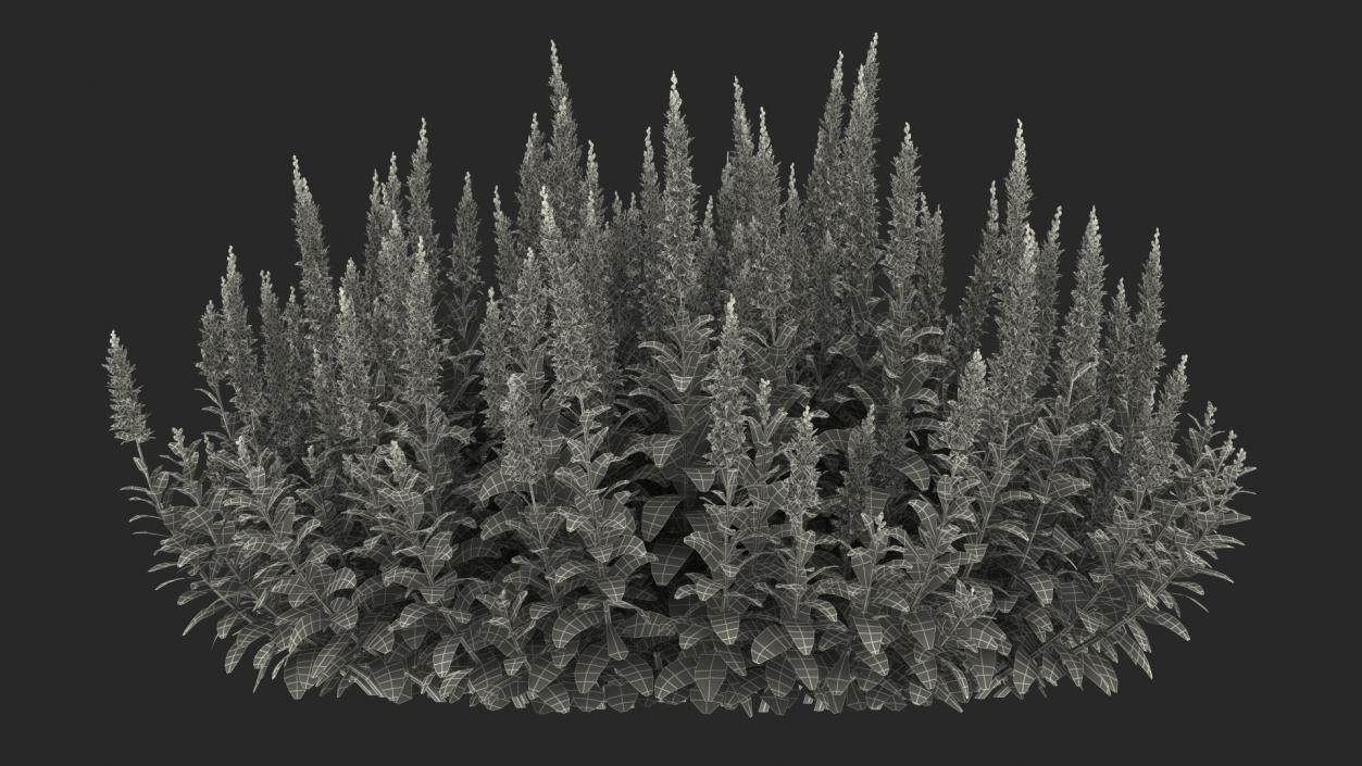 Blooming Meadow Sage Salvia Pratensis 3D