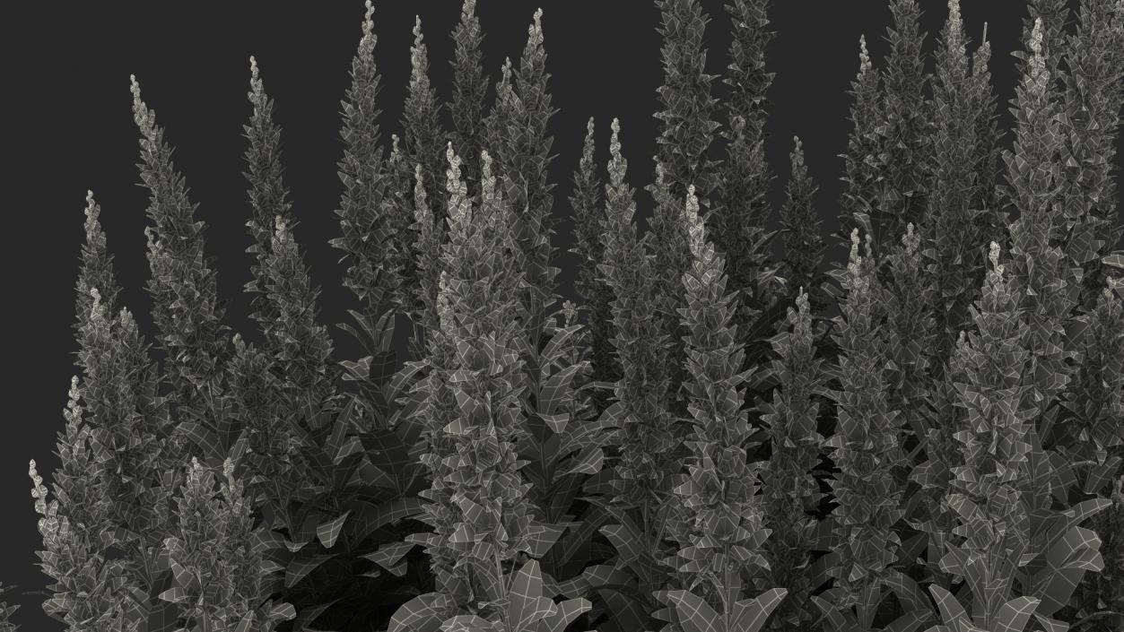 Blooming Meadow Sage Salvia Pratensis 3D