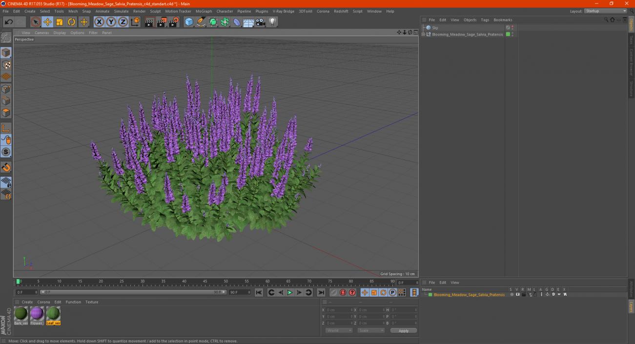 Blooming Meadow Sage Salvia Pratensis 3D