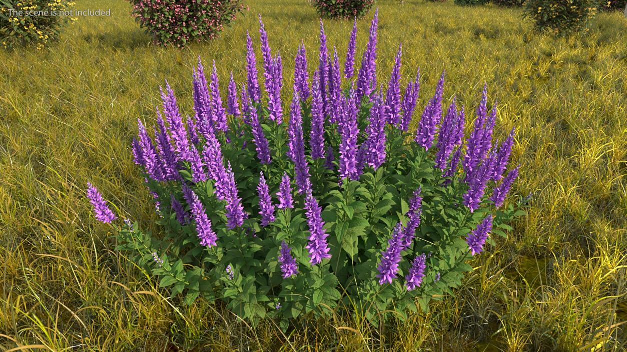 Blooming Meadow Sage Salvia Pratensis 3D