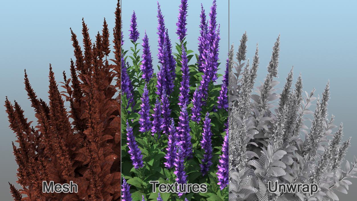 Blooming Meadow Sage Salvia Pratensis 3D