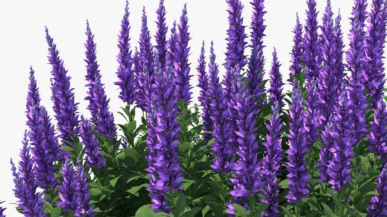 Blooming Meadow Sage Salvia Pratensis 3D