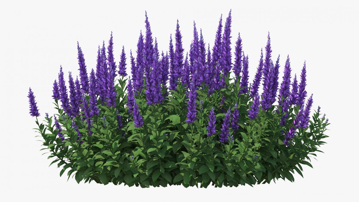 Blooming Meadow Sage Salvia Pratensis 3D