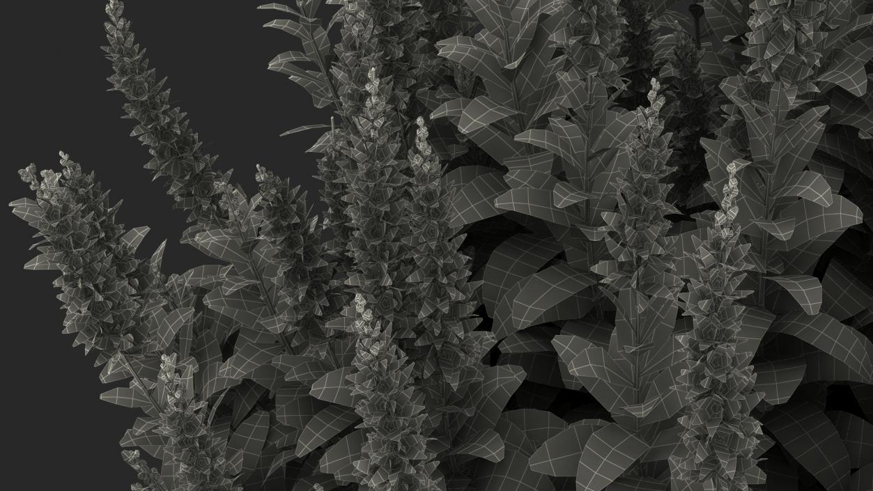 Blooming Meadow Sage Salvia Pratensis 3D