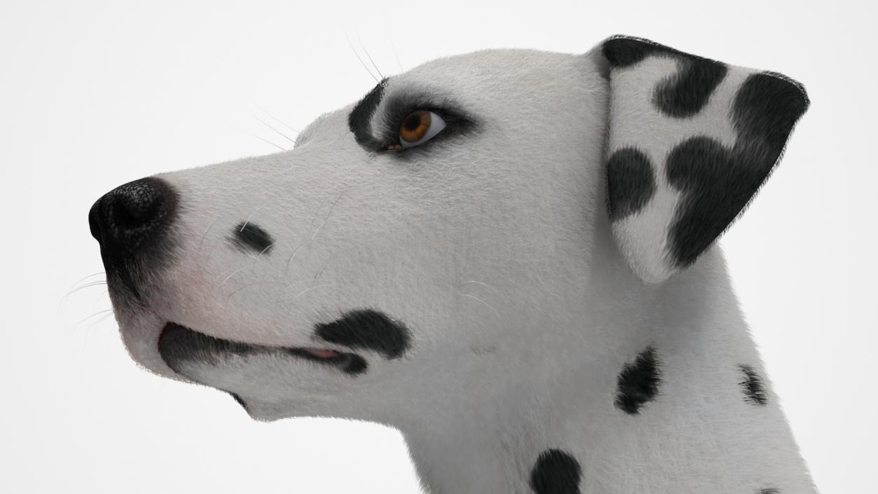 3D model Spotted Dalmatian Dog Fur