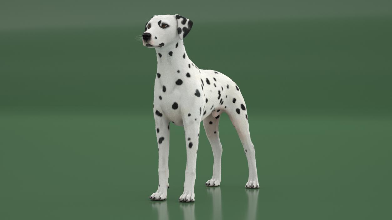 3D model Spotted Dalmatian Dog Fur