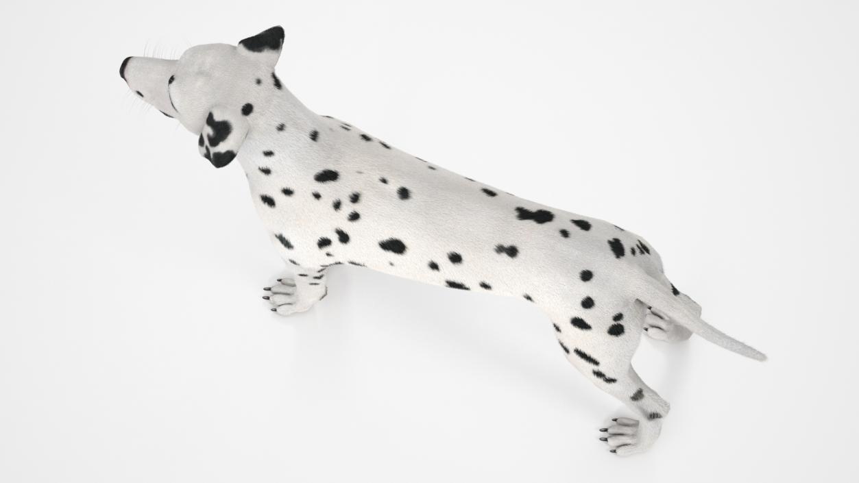 3D model Spotted Dalmatian Dog Fur