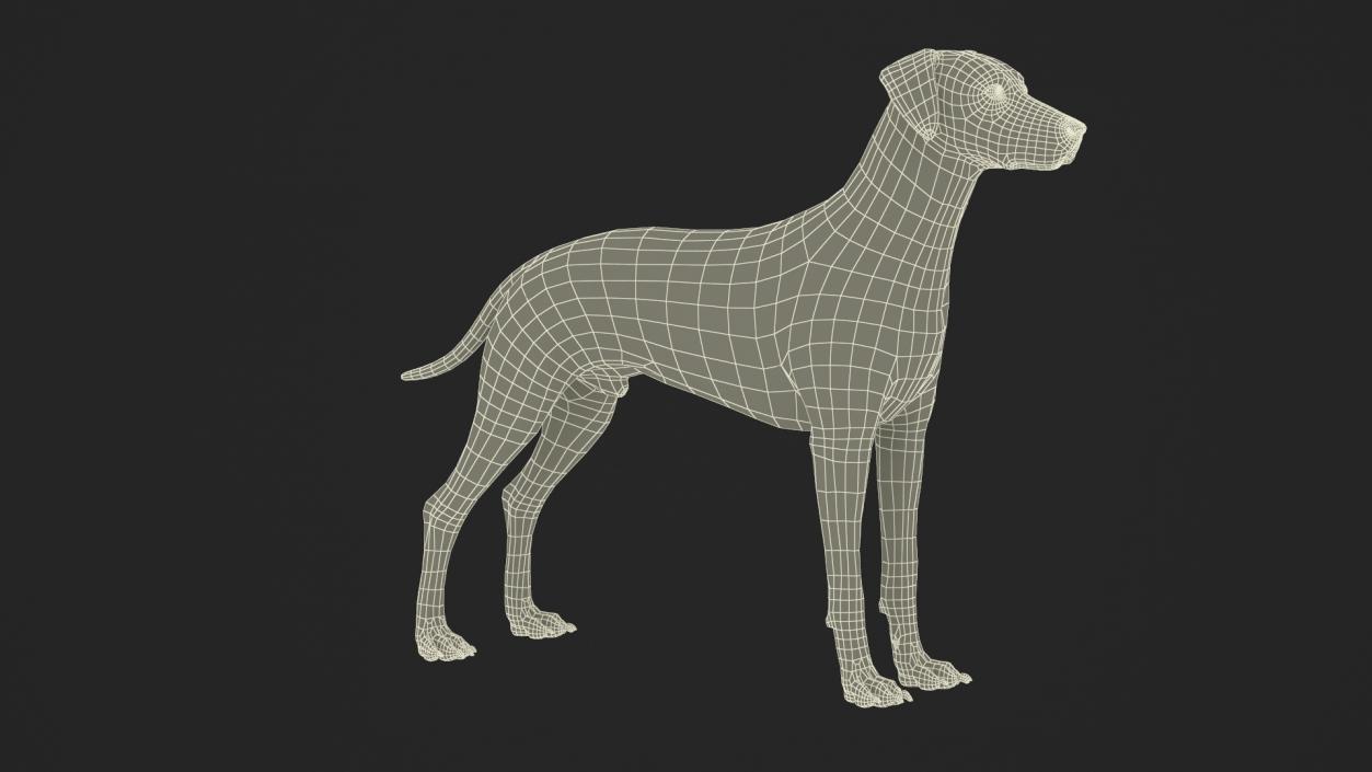 3D model Spotted Dalmatian Dog Fur