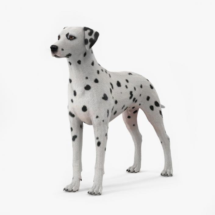 3D model Spotted Dalmatian Dog Fur