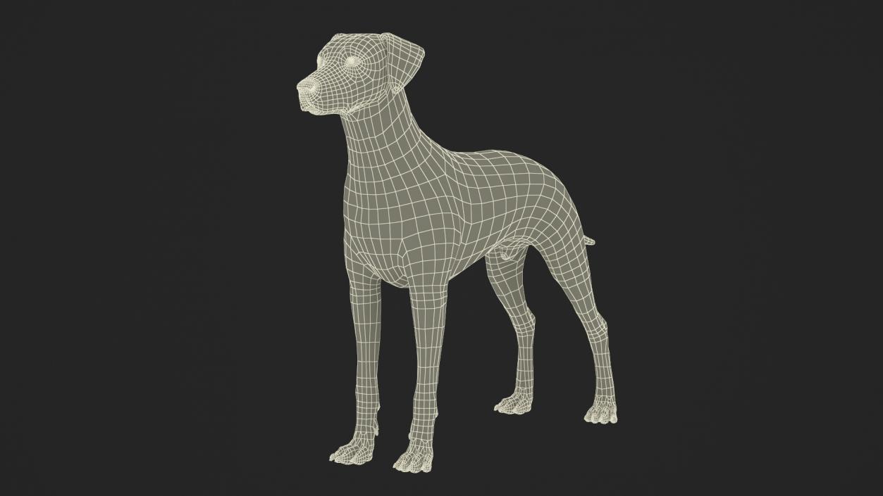 3D model Spotted Dalmatian Dog Fur