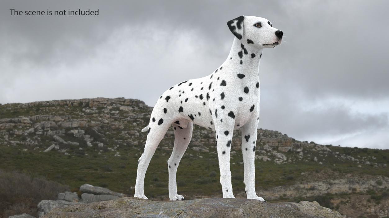 3D model Spotted Dalmatian Dog Fur