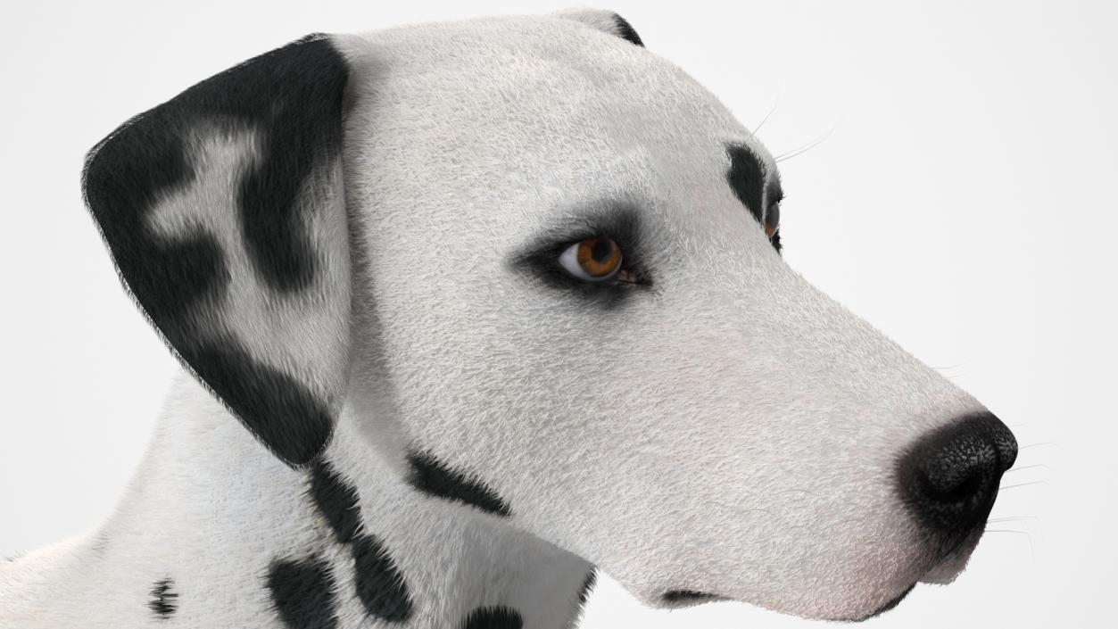 3D model Spotted Dalmatian Dog Fur