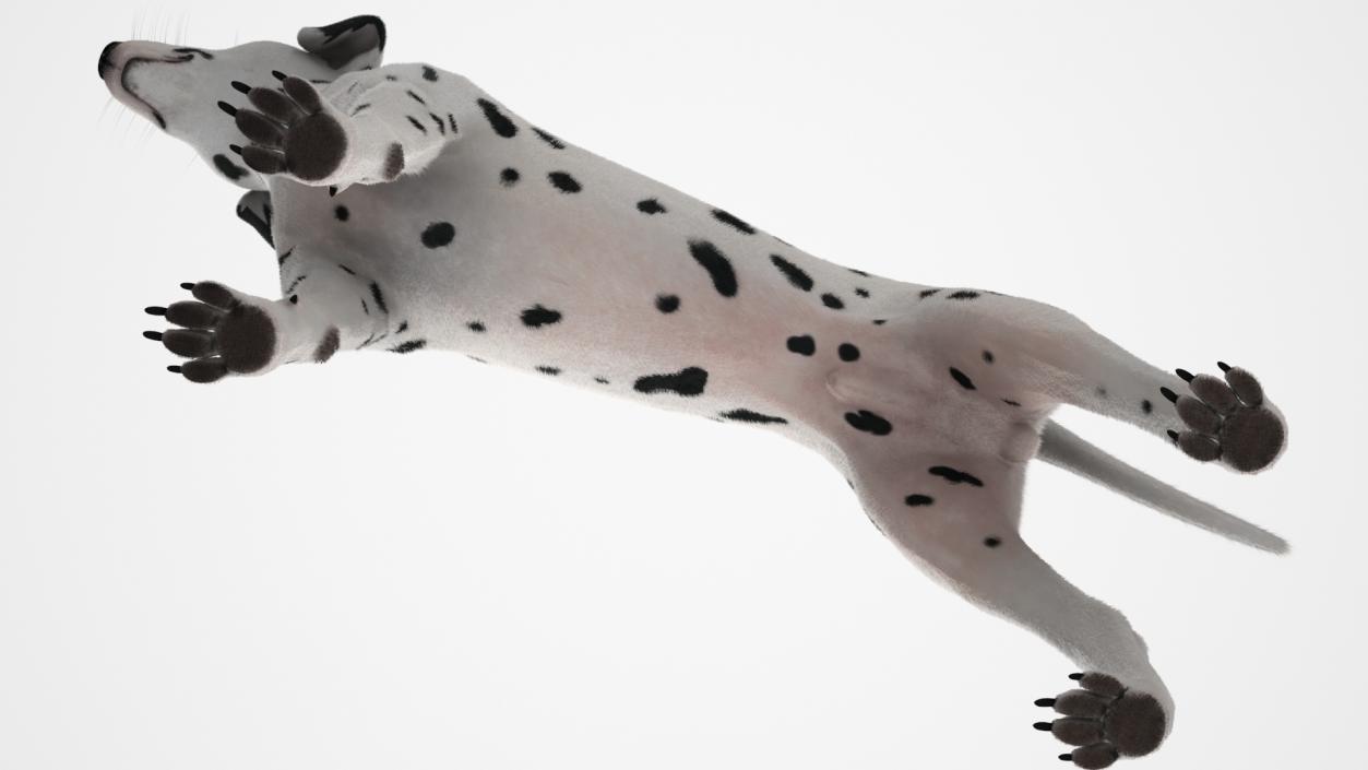 3D model Spotted Dalmatian Dog Fur