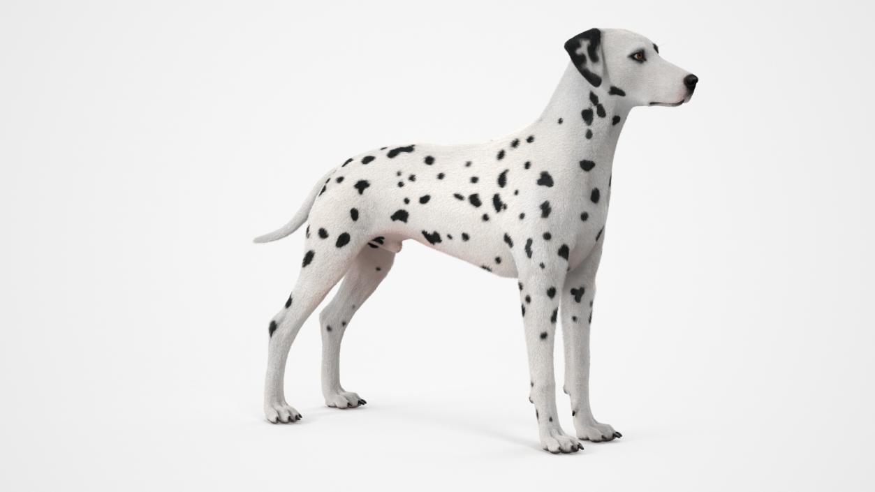 3D model Spotted Dalmatian Dog Fur