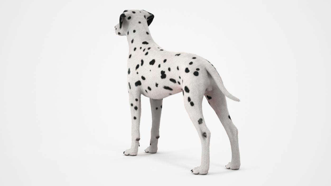 3D model Spotted Dalmatian Dog Fur