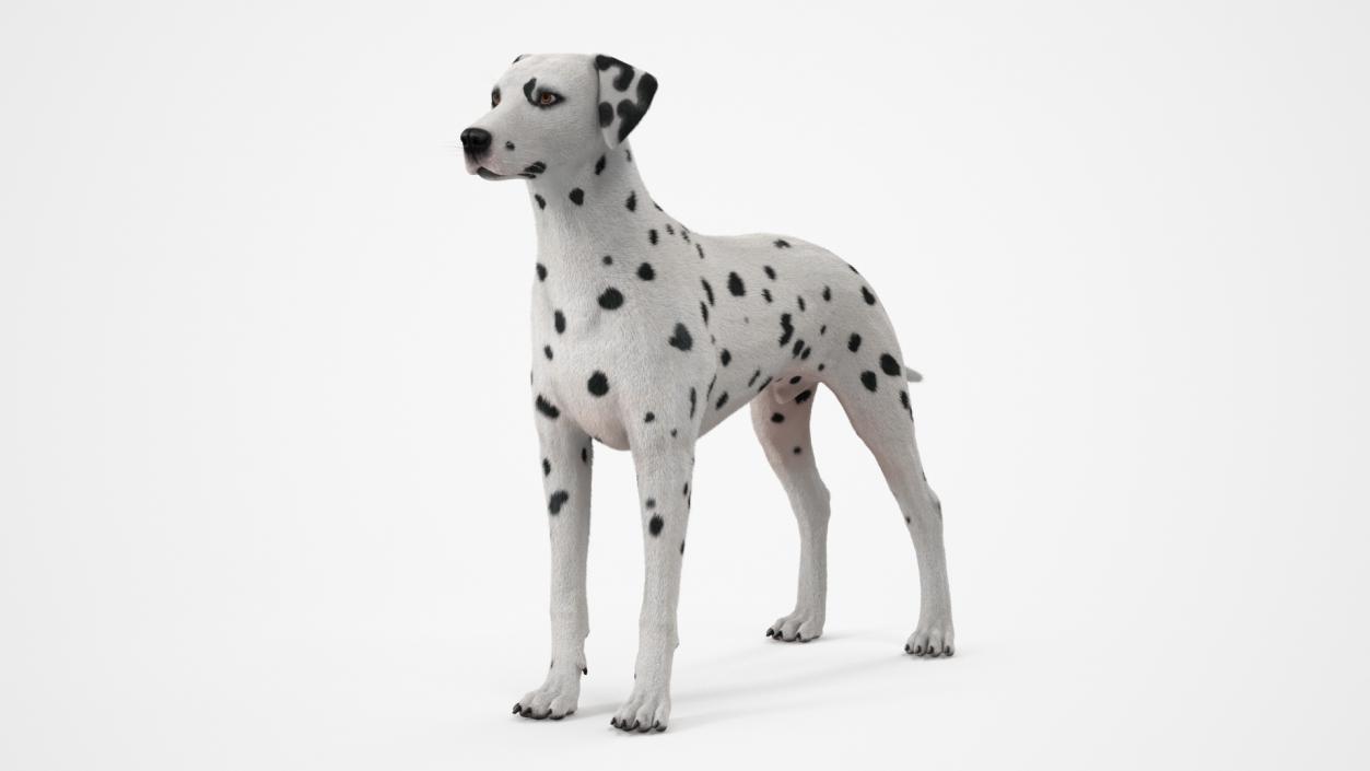 3D model Spotted Dalmatian Dog Fur