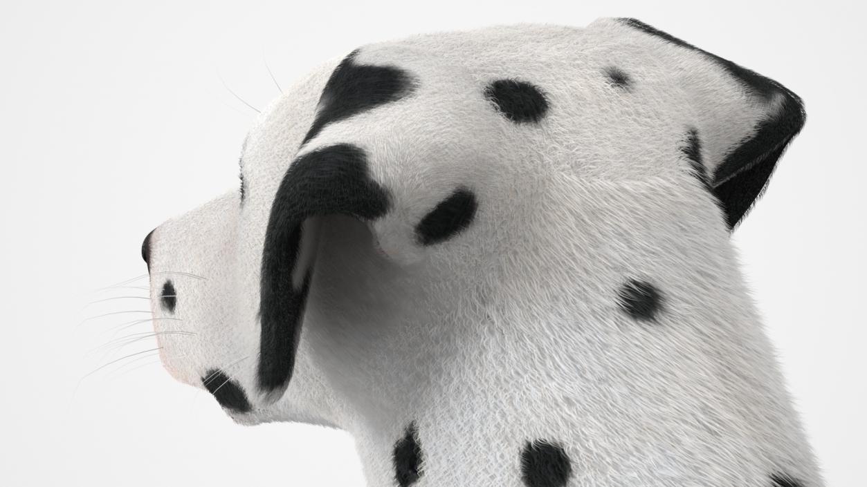 3D model Spotted Dalmatian Dog Fur