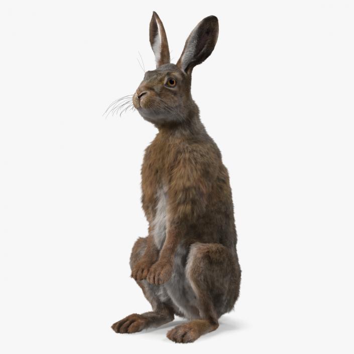 3D Snowshoe Hare Standing Pose Fur