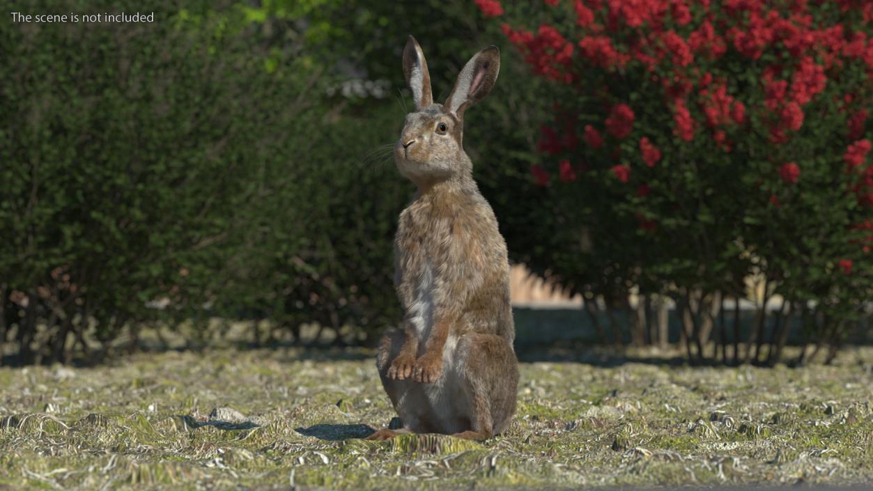 3D Snowshoe Hare Standing Pose Fur