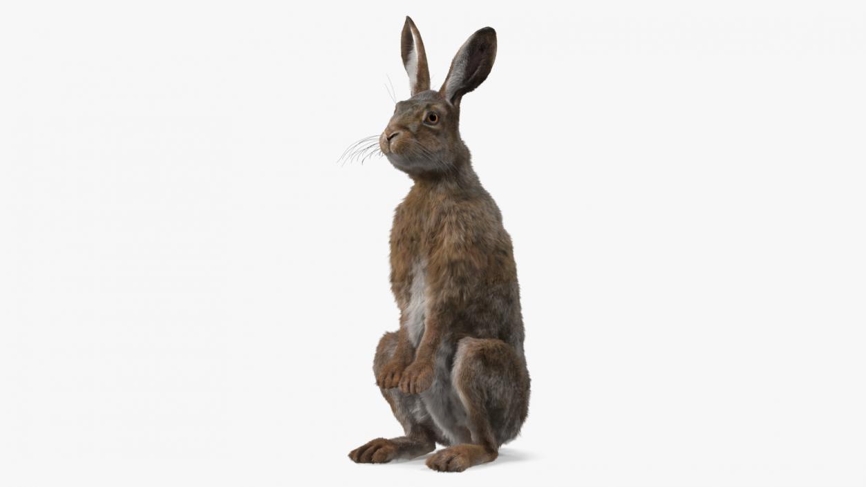 3D Snowshoe Hare Standing Pose Fur