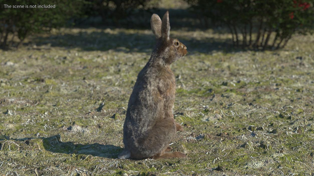 3D Snowshoe Hare Standing Pose Fur