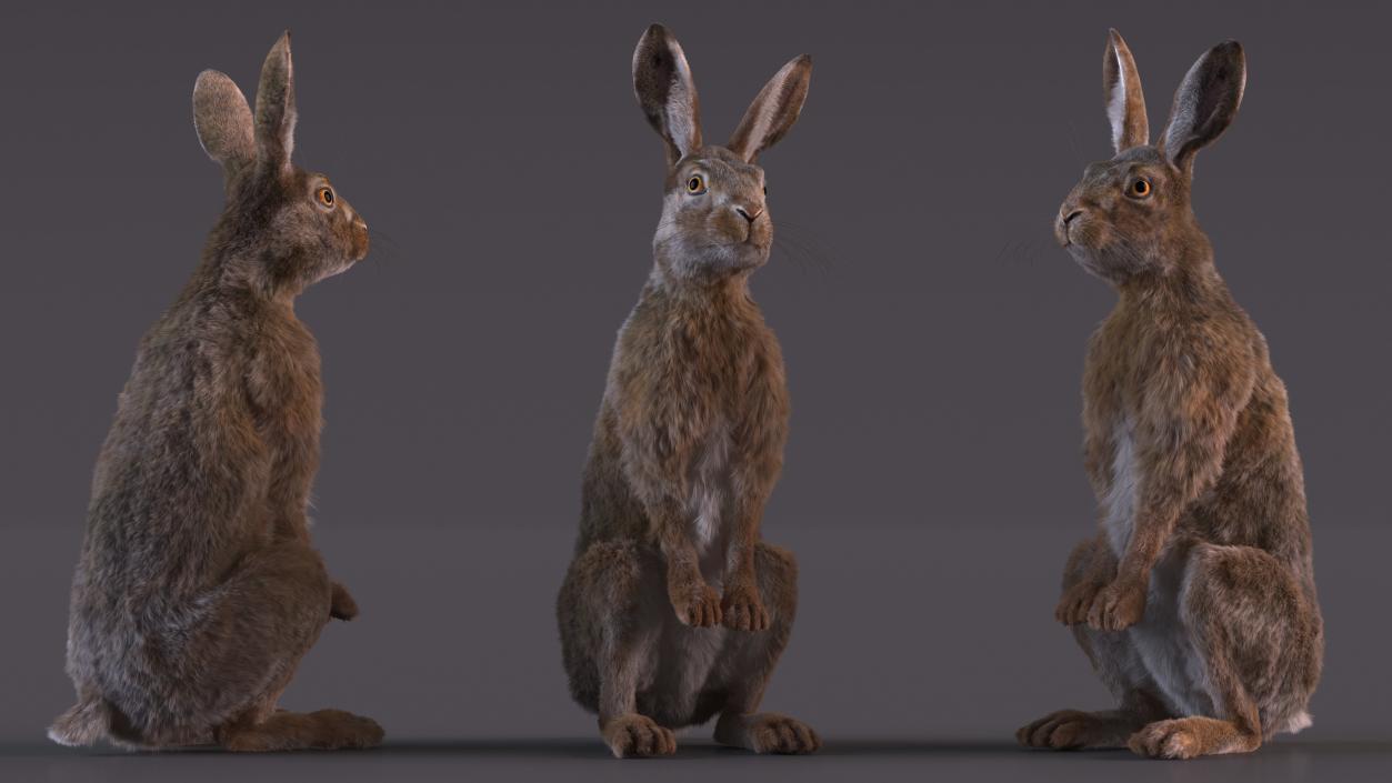 3D Snowshoe Hare Standing Pose Fur