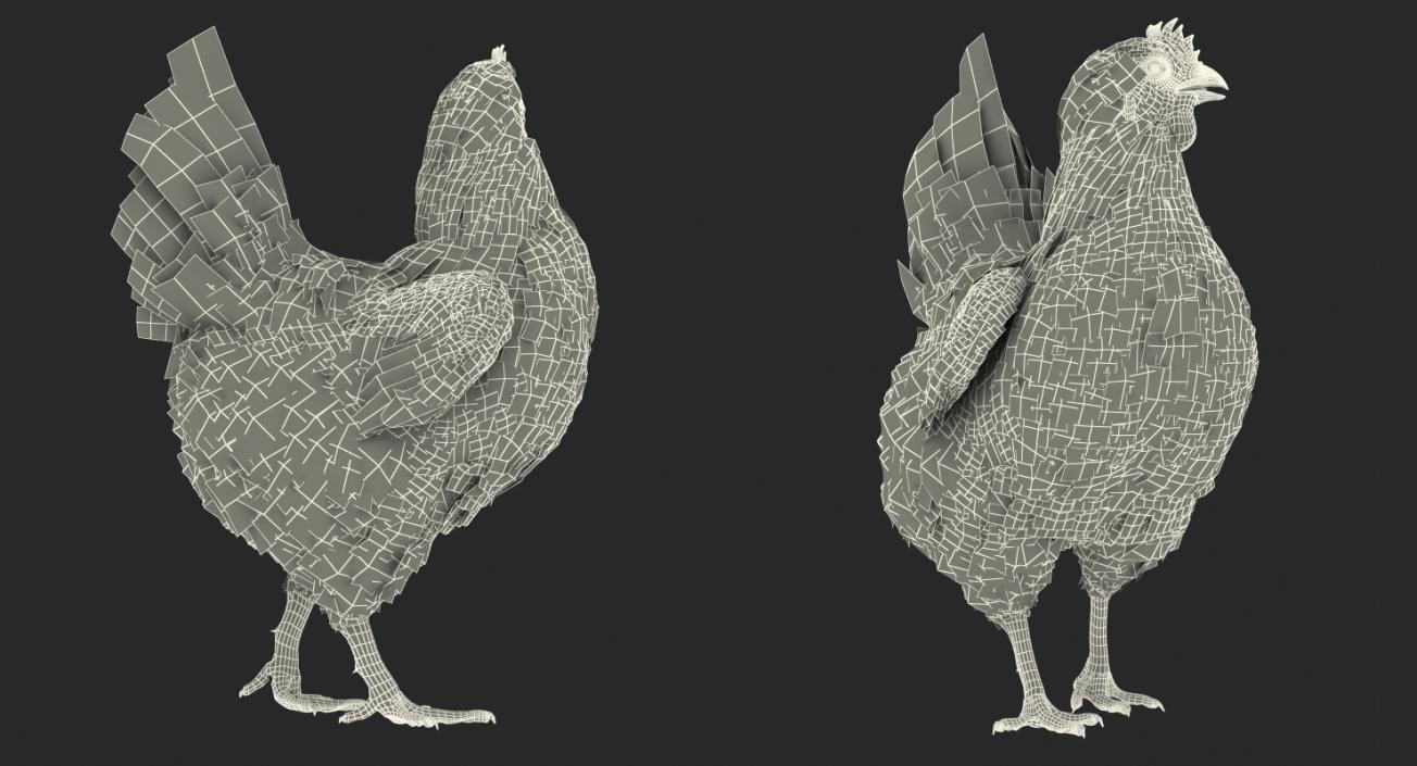 3D White Chicken Walking Pose