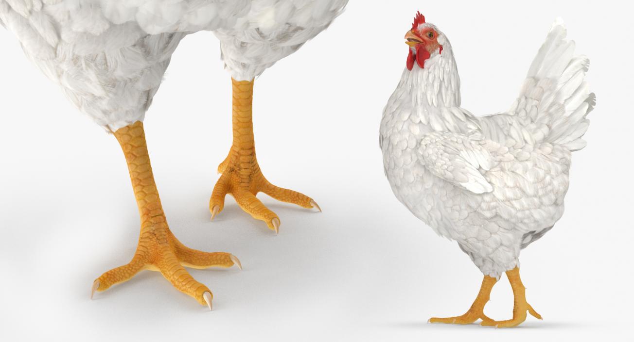 3D White Chicken Walking Pose