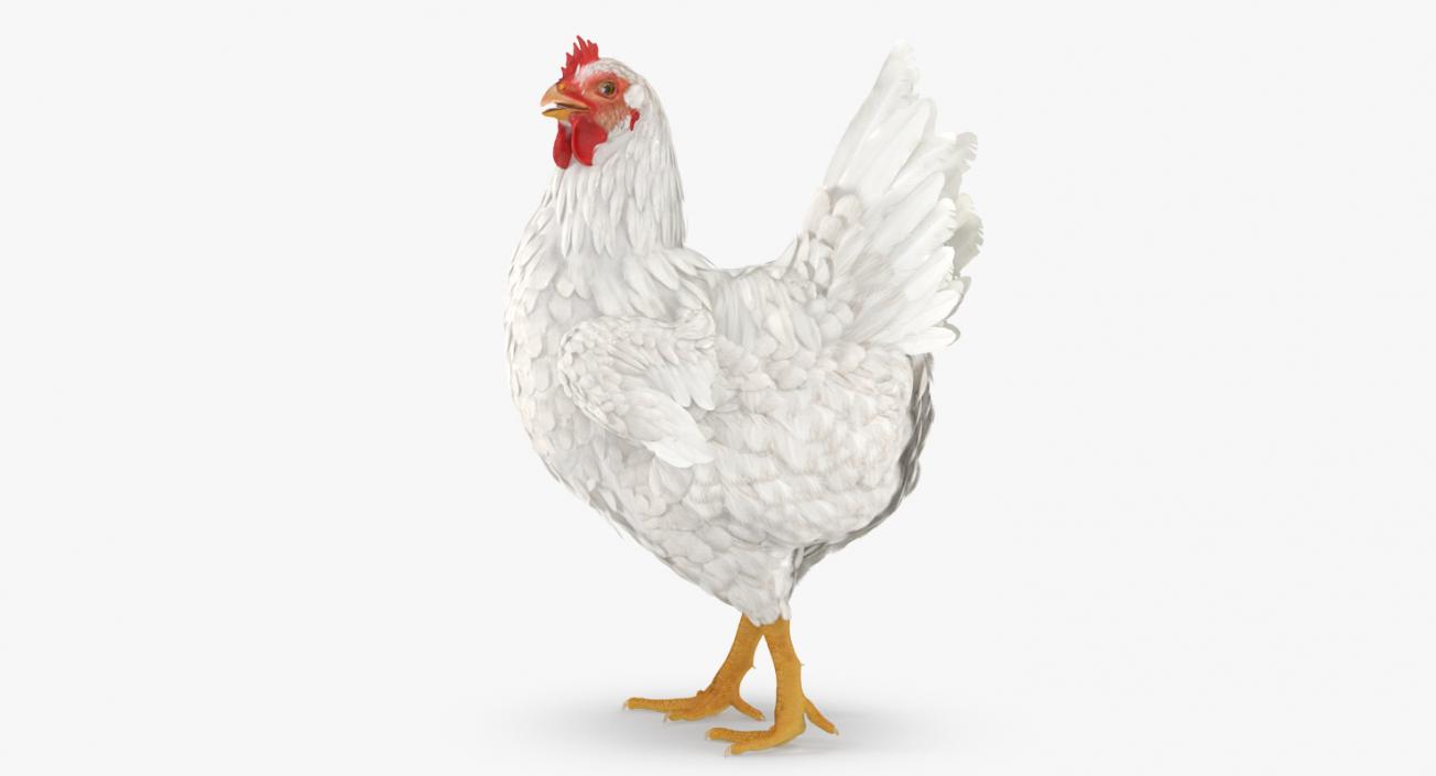 3D White Chicken Walking Pose