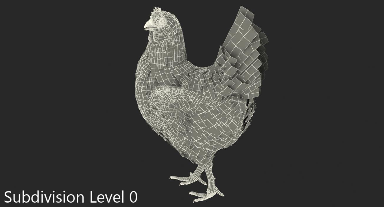 3D White Chicken Walking Pose