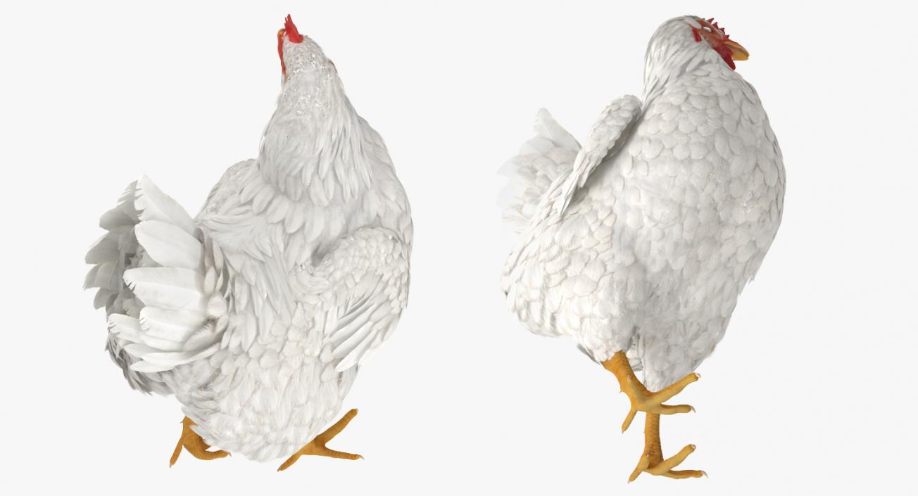 3D White Chicken Walking Pose