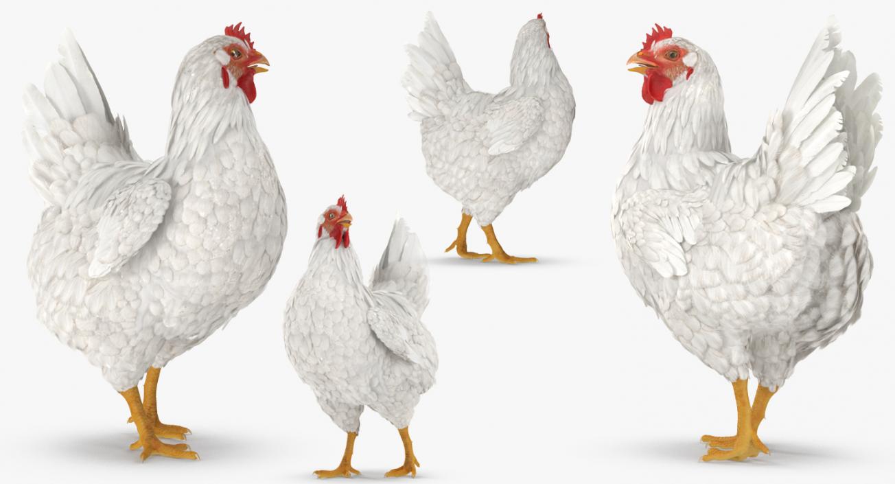 3D White Chicken Walking Pose