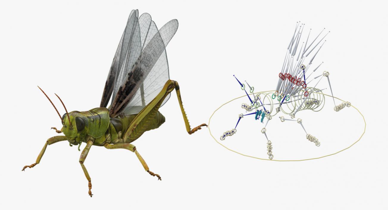 3D model Rigged Grasshopper and Mantis Collection