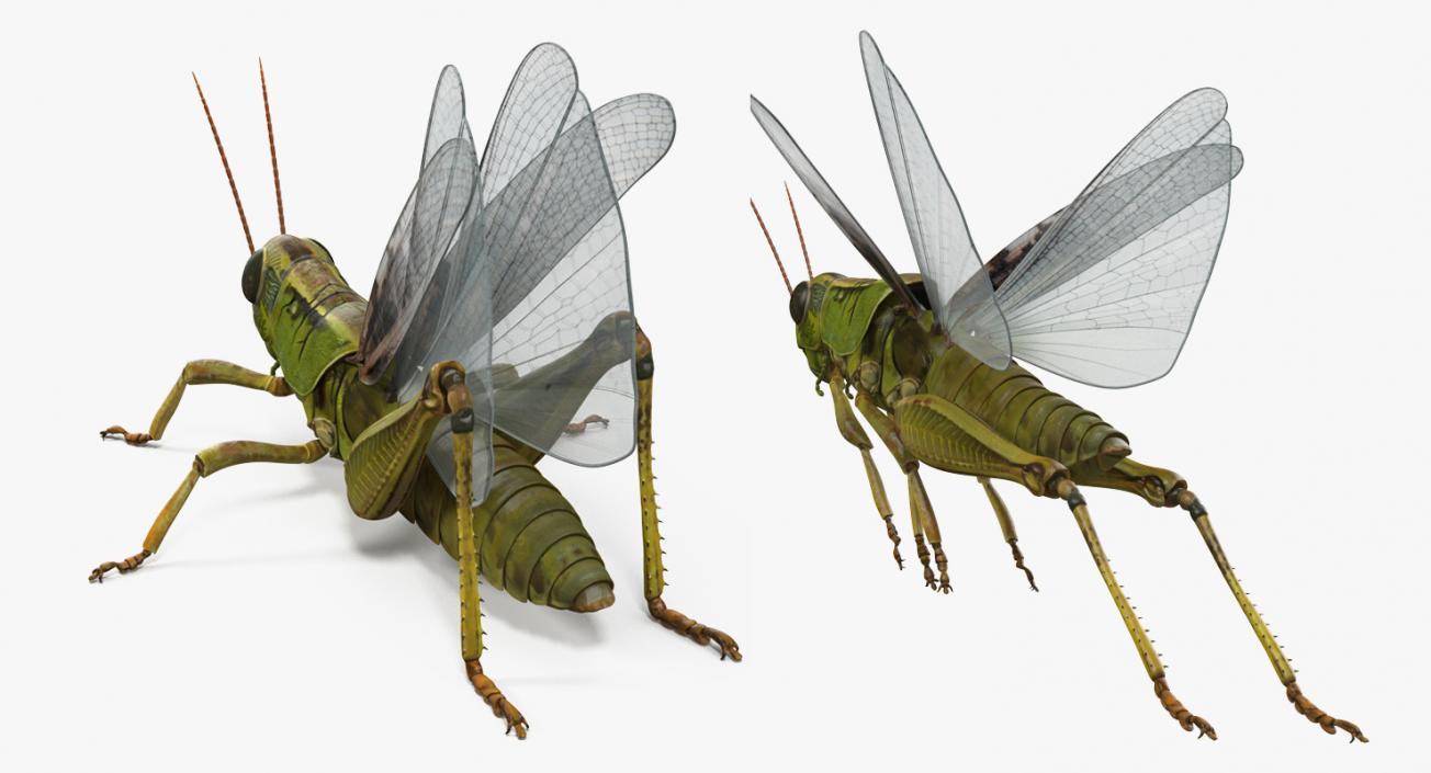 3D model Rigged Grasshopper and Mantis Collection