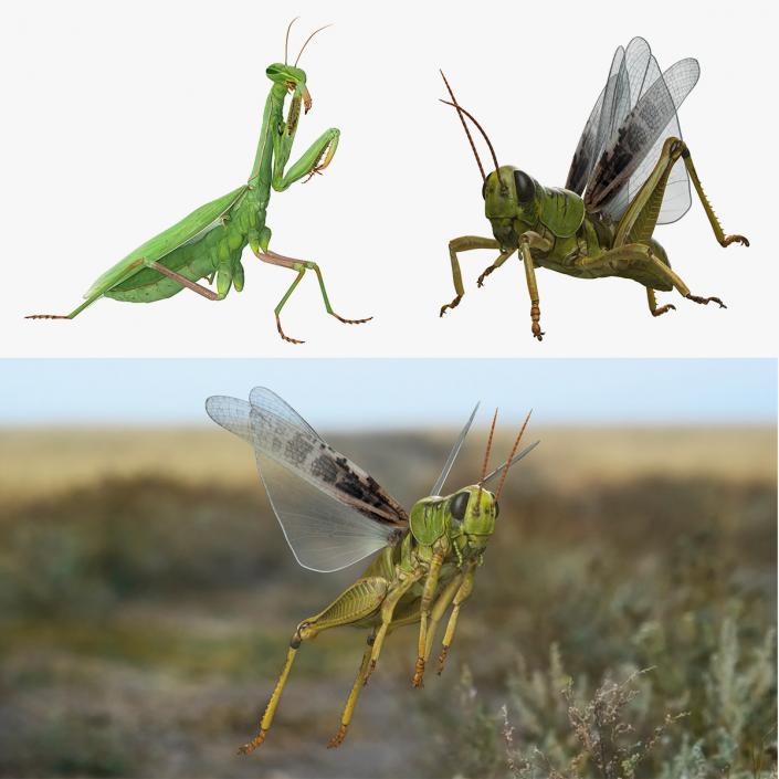 3D model Rigged Grasshopper and Mantis Collection