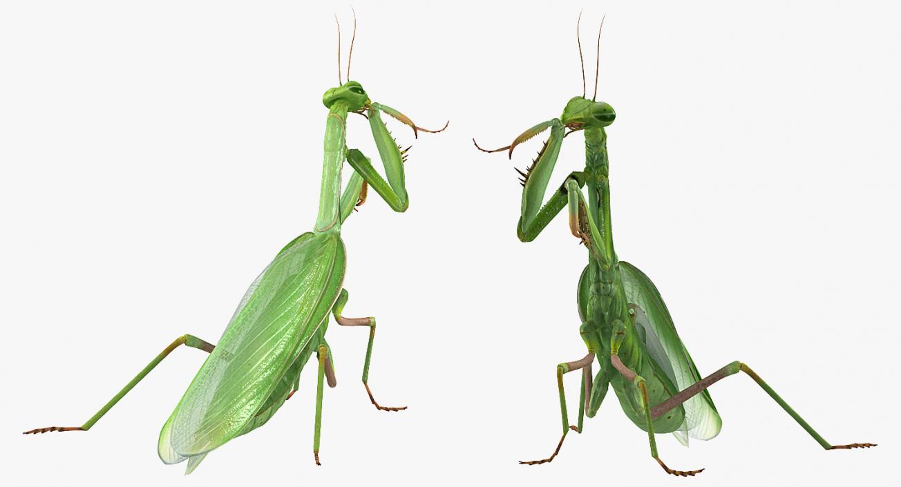 3D model Rigged Grasshopper and Mantis Collection