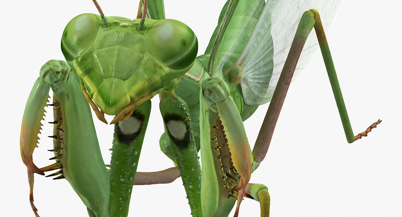 3D model Rigged Grasshopper and Mantis Collection