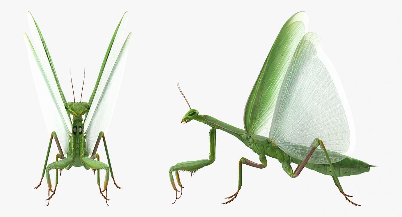 3D model Rigged Grasshopper and Mantis Collection