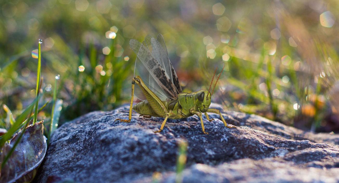 3D model Rigged Grasshopper and Mantis Collection