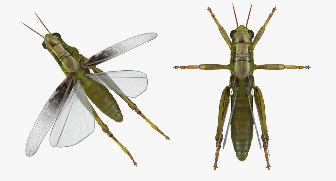 3D model Rigged Grasshopper and Mantis Collection