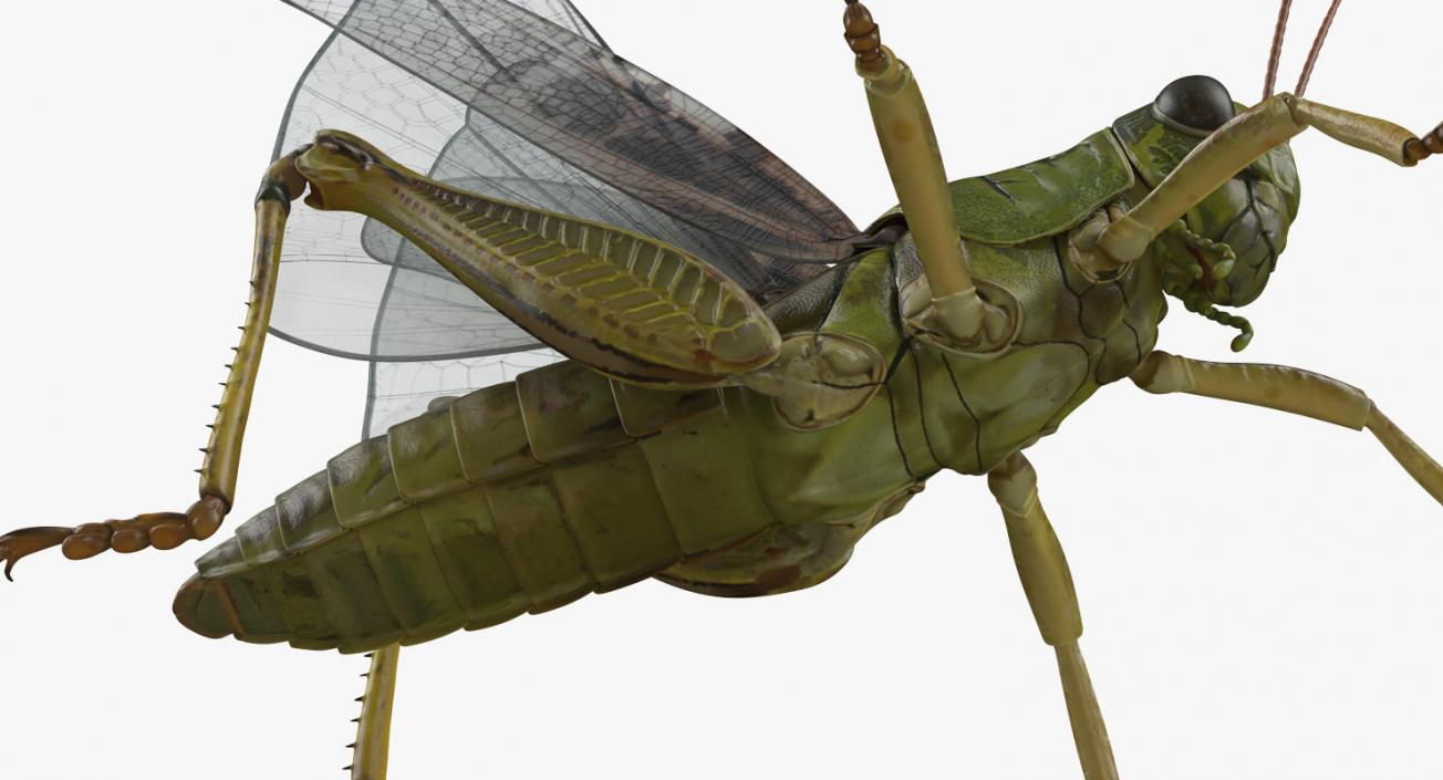 3D model Rigged Grasshopper and Mantis Collection