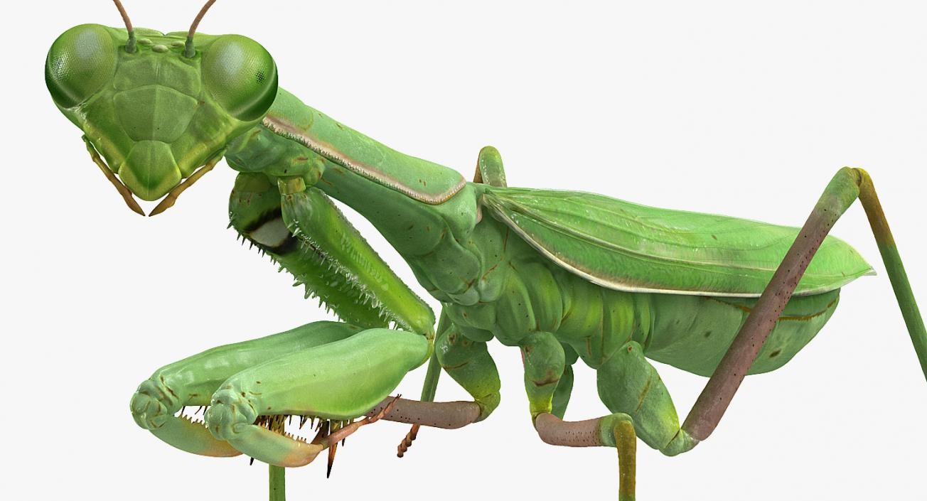 3D model Rigged Grasshopper and Mantis Collection