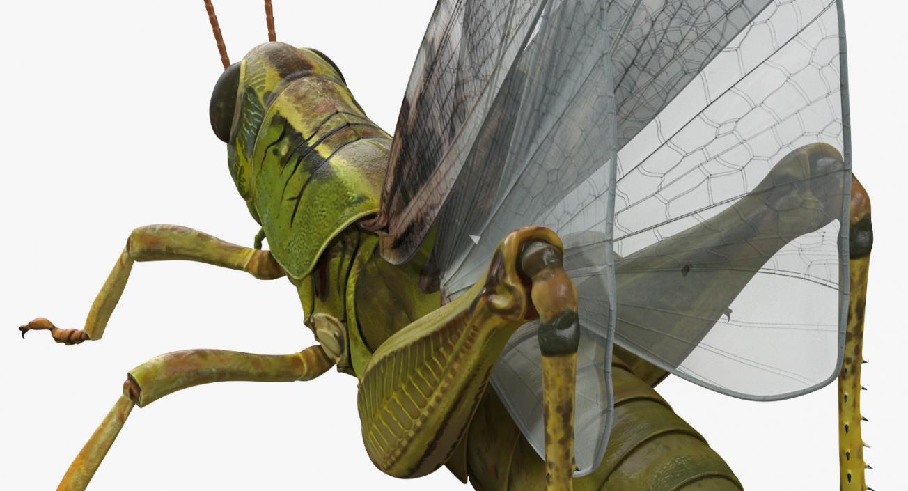 3D model Rigged Grasshopper and Mantis Collection