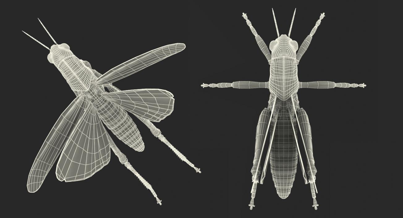 3D model Rigged Grasshopper and Mantis Collection