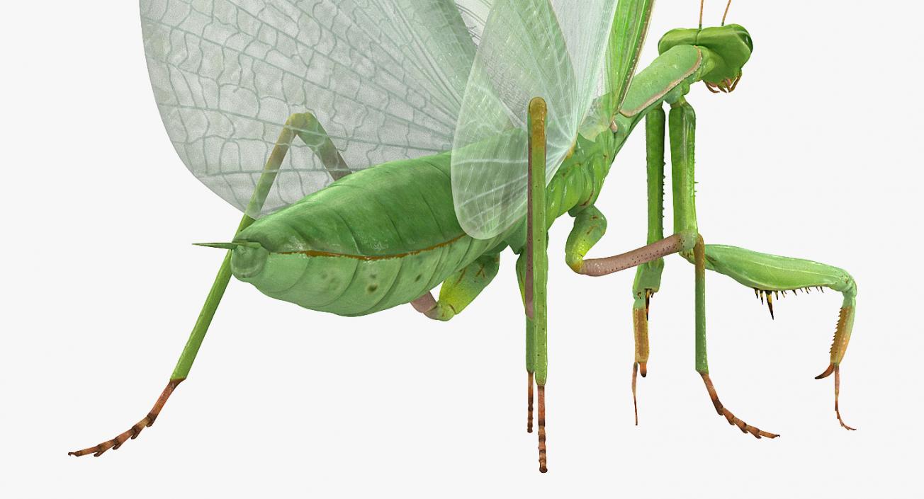 3D model Rigged Grasshopper and Mantis Collection