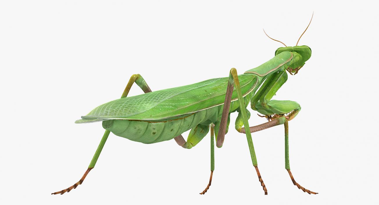 3D model Rigged Grasshopper and Mantis Collection