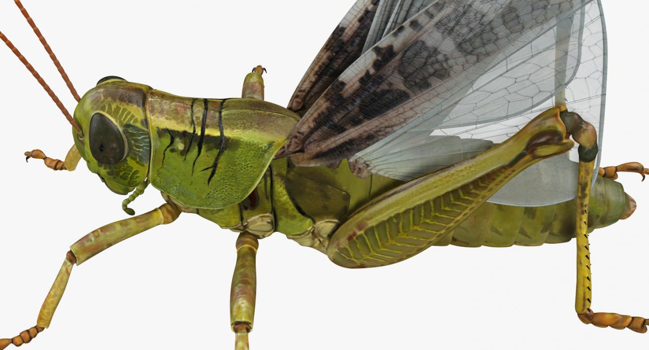 3D model Rigged Grasshopper and Mantis Collection