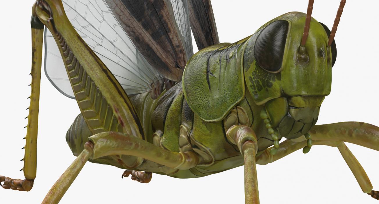 3D model Rigged Grasshopper and Mantis Collection